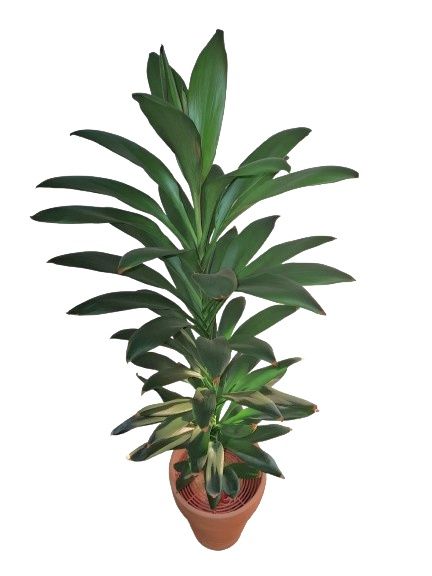 Planta verde H90cm,  decorativa, de interior,  Cordilyne, in ghiveci ECO inteligent cu rezervor, autoudare( hidroponic), ceramic d25×h32 cm