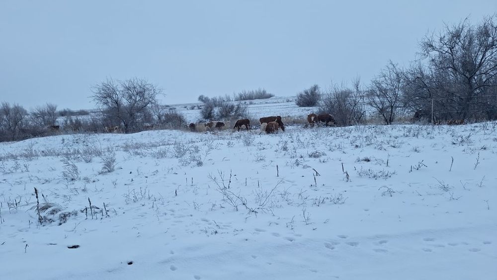 В продаже тёлки по 400 тысячи