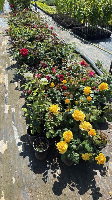 Лигуструм и сабини!