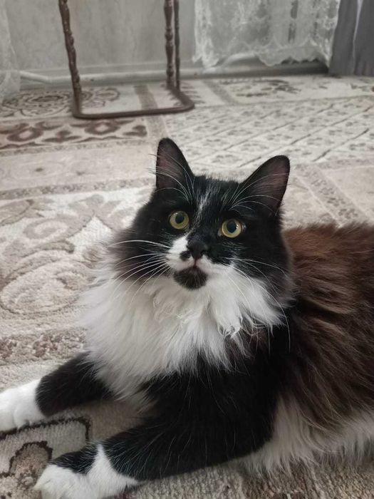 В хорошие руки котик