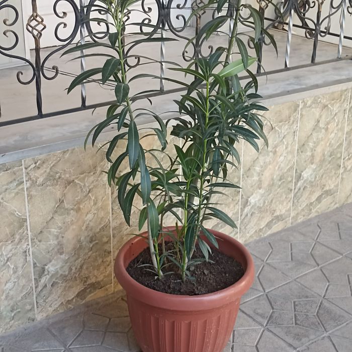 Большое красивое цветок