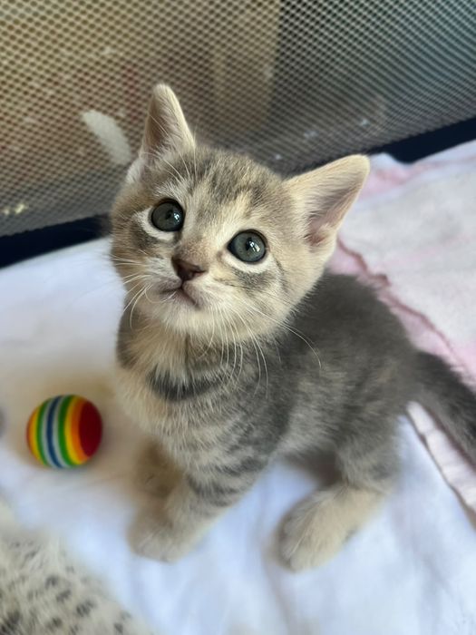 Котята 1,5 месяца только в добрые руки!