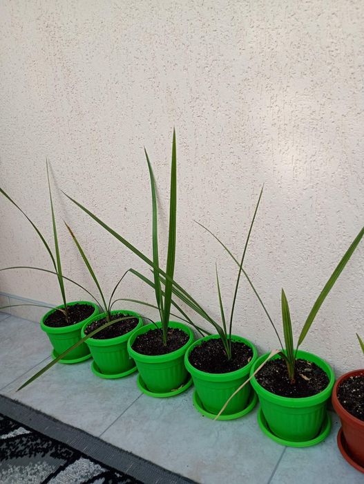 Продавам малки палми