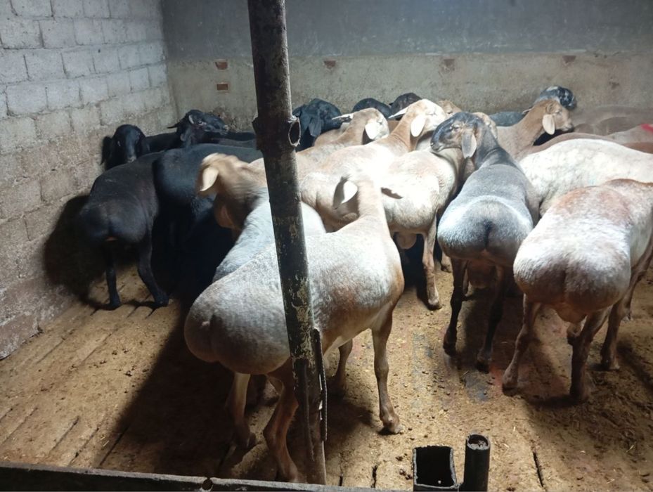 Qoʻylar  qurbonlika 1 kg 85.000
