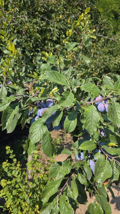 Cel mai mic pret  pe teren intavilan cu toate utilitățile