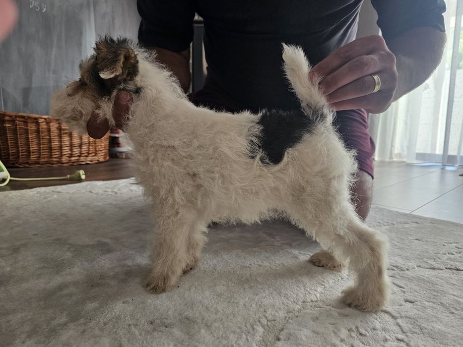Fox terrier sarmos