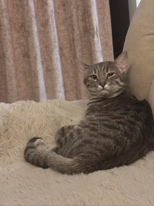 Отдам кота дружелюбный