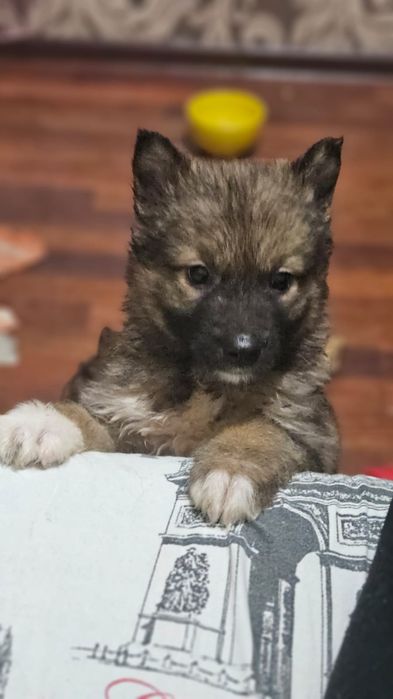 Щенята 2 месяца. Девочки и мальчики