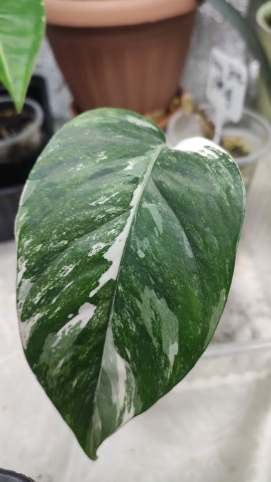 Эпипремнум Пинатум тайский (сциндапсус)