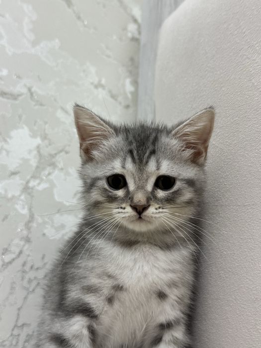Котенок Шотландский