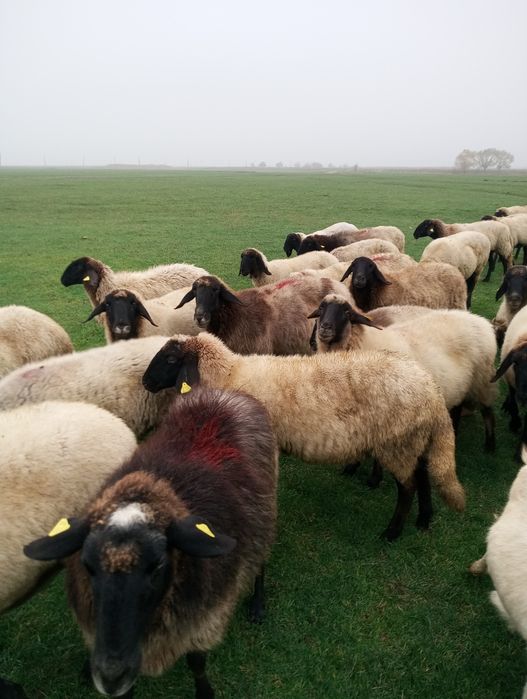 Oi carabase de Vanzare