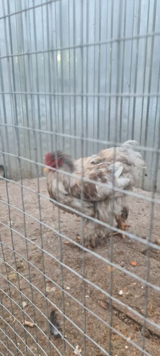 Продам кохинхинов