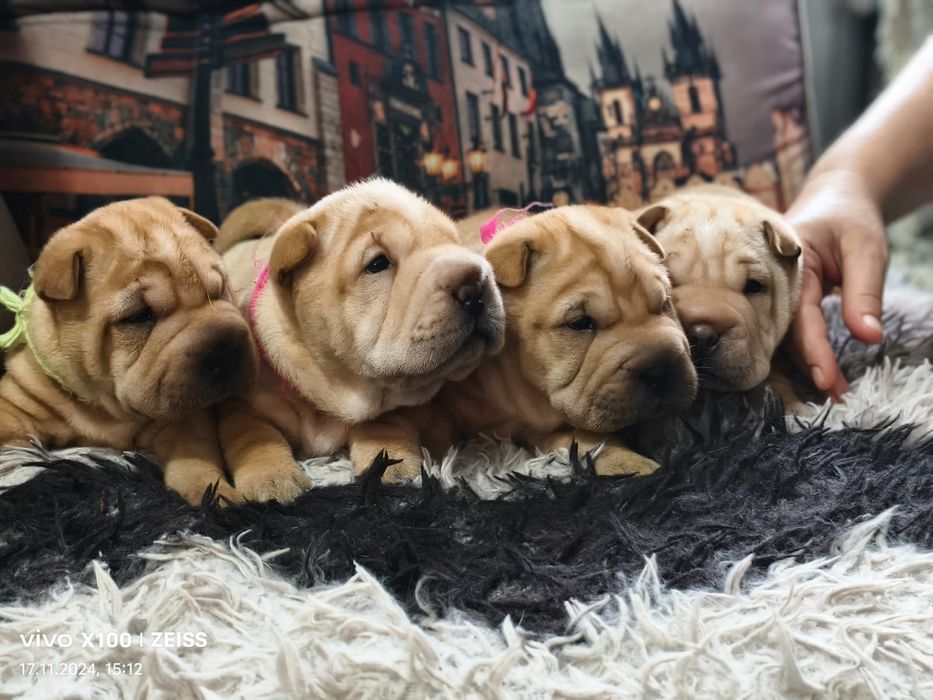 Очаровательные щенки шарпея.