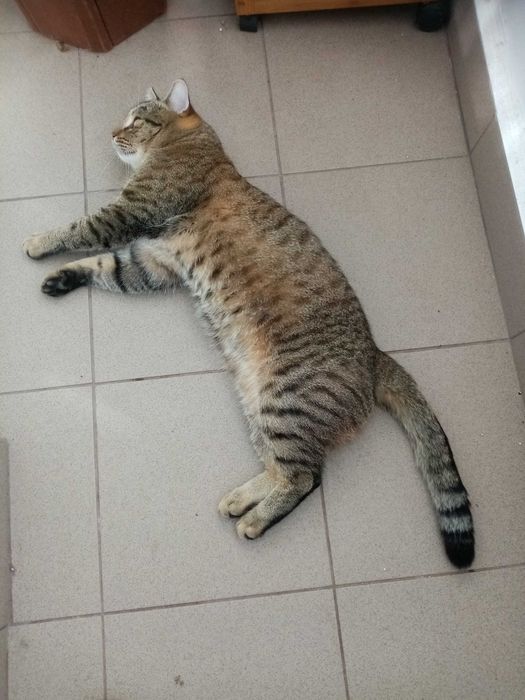 Ofer spre adoptie iubitorilor de pisici di Suceava, motanel de 1 an, cu carnet de sanatate