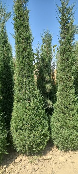 Лола дарахти, чинор. Ҳар хил арчалар, манзарали дарахтлар