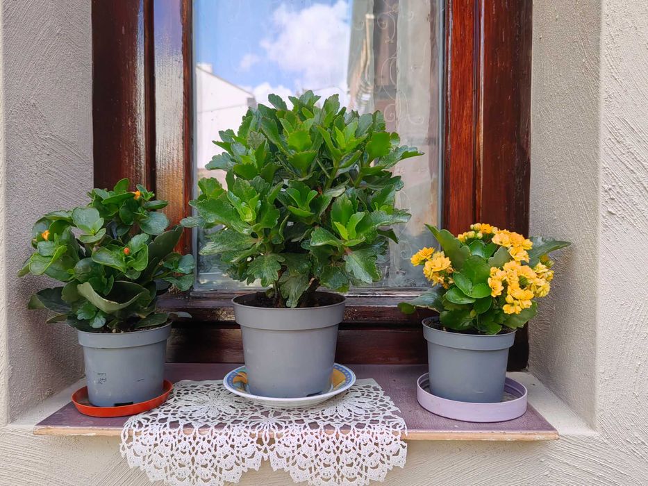 Цветя на половин цена