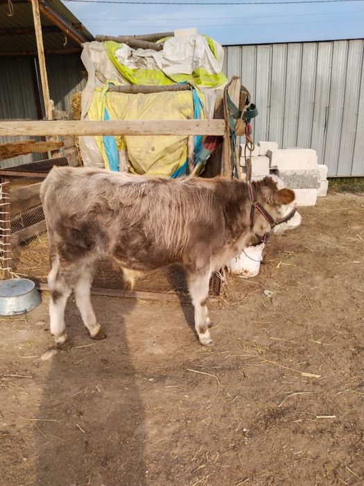 Продавм корову и бычка