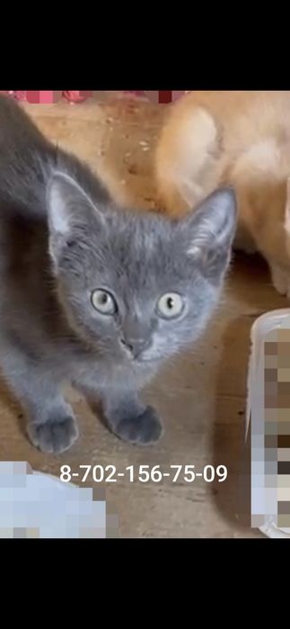 Красотки ждут семью