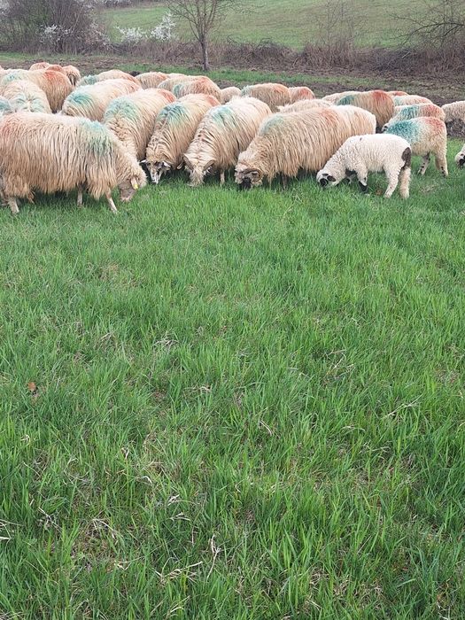 Oi tinere cu lapte de vanzare