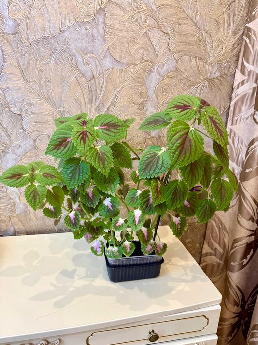 Шикарный красивый Колеус