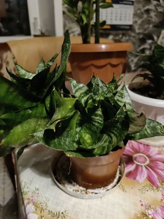 Продам комнатные растения