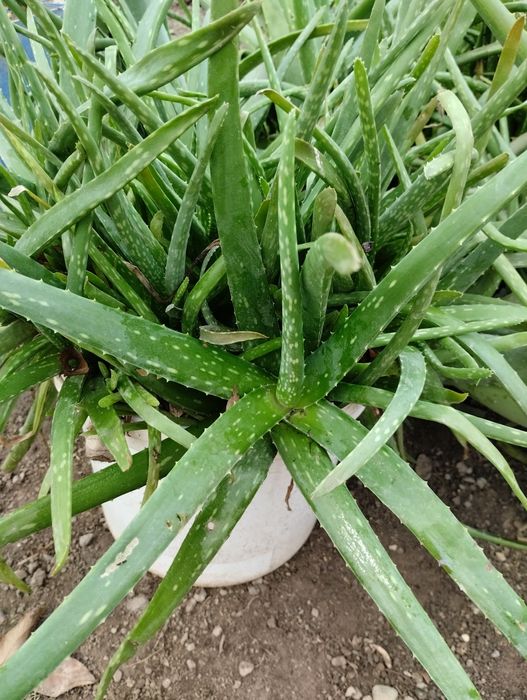 Настоящий алое вера