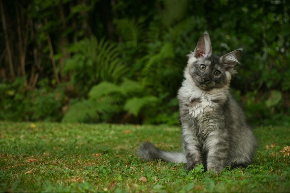 Мейн Куун (Maine Coon)