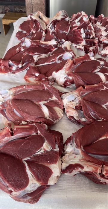 Qõy qochqor qassob hizmati 24/7