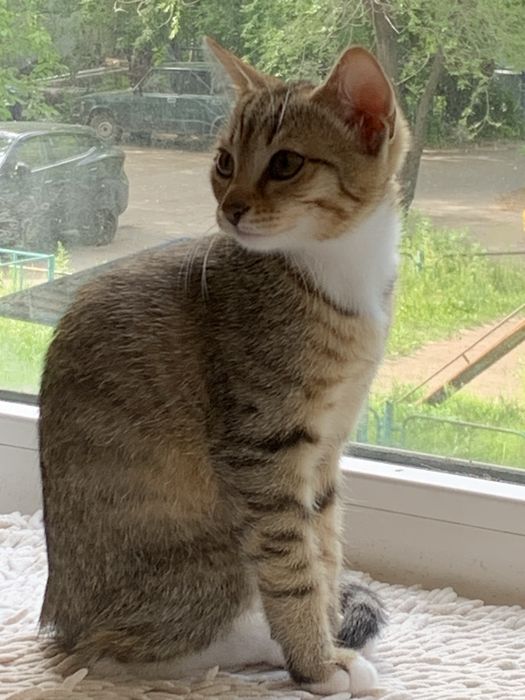 Котята бесплатно добрым людям