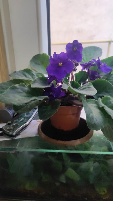 Фиалки молодые цвет