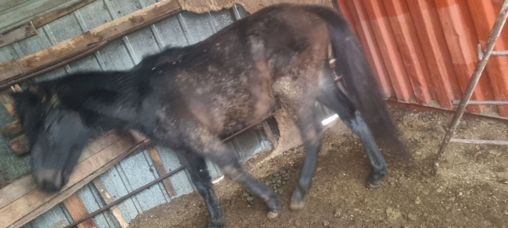 Полукровка англо-донская