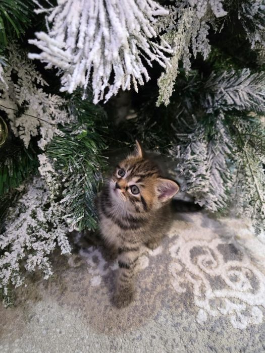 Британский котенок