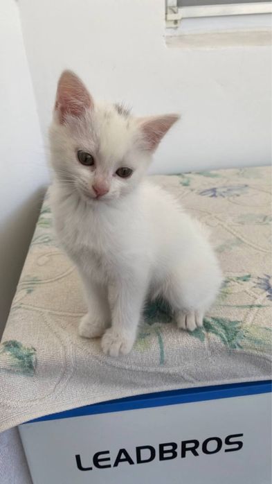 Милый Котёнок белый