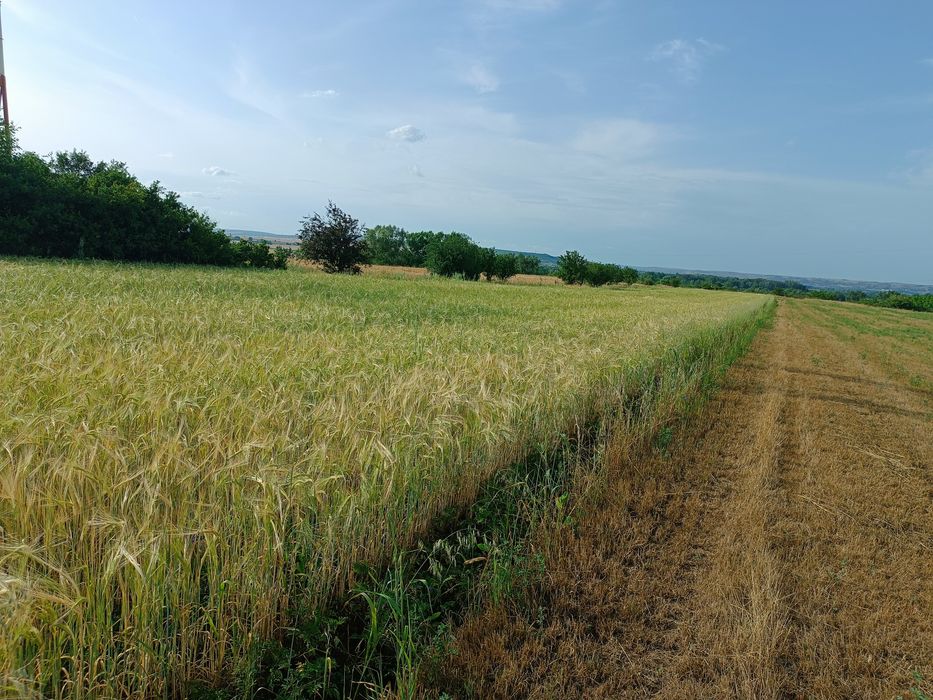 Teren extravilan - Simnicu de Sus, Albești