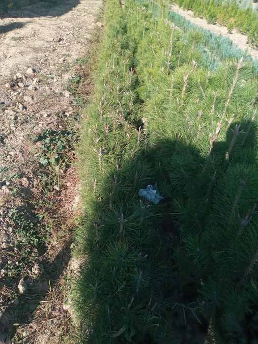 Кирим сенса кучати сотилади самаркандд