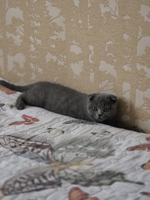 Сотилади Шадланиски Scottish Fold).