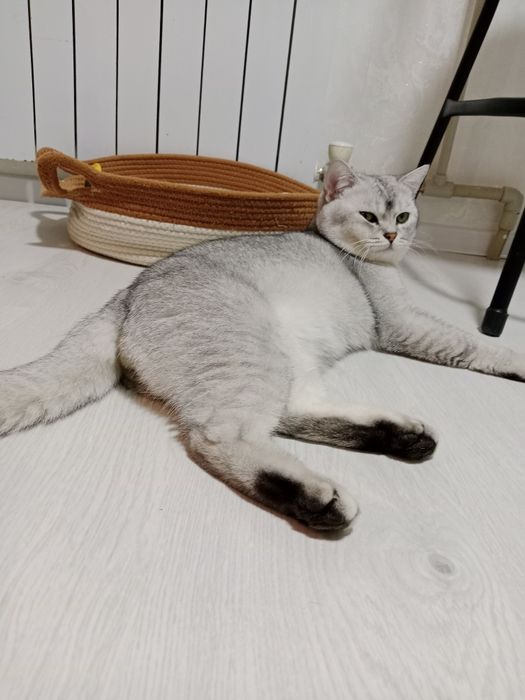 Шиншила на вязку.