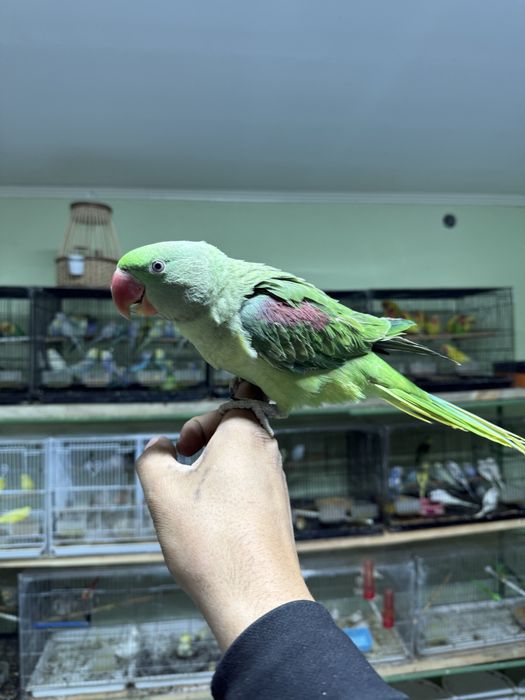 Ручной Говаряшый попугай продам