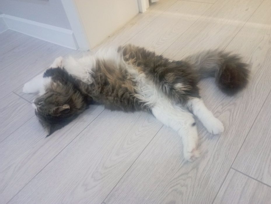 Ищу новых хозяев для кошки