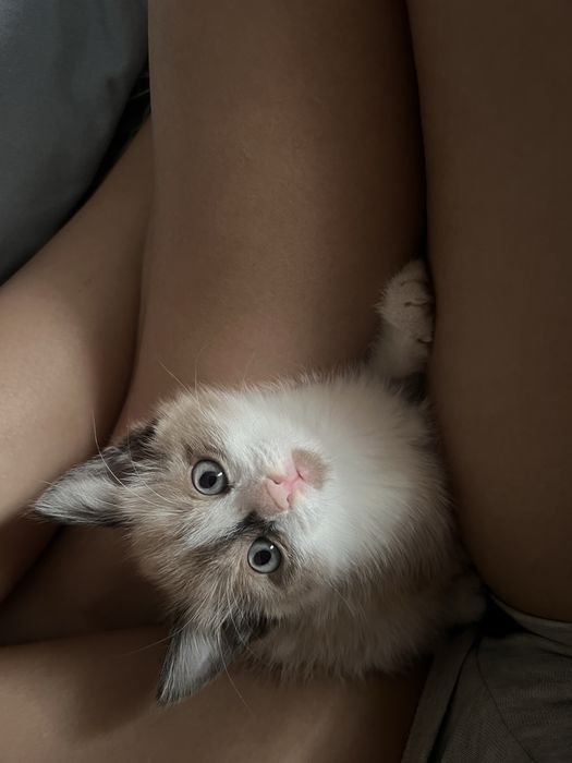 котенок, девочка