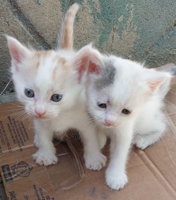 Малышам котятам нужен дом