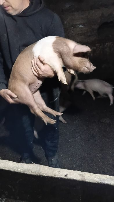 Прдам поросят крупные