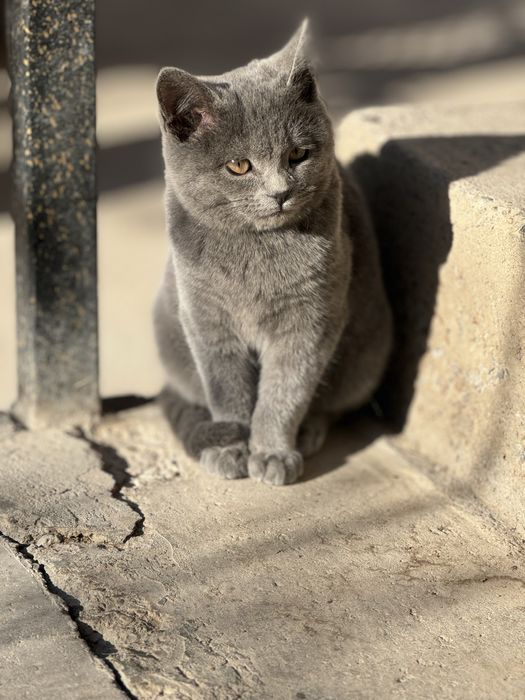 Кошка шотландски