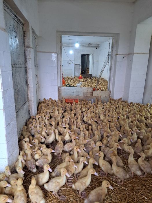 Pui de carne 1.700 1.800 kg 22lei     rata de 3 saptamani 22 de lei bucata