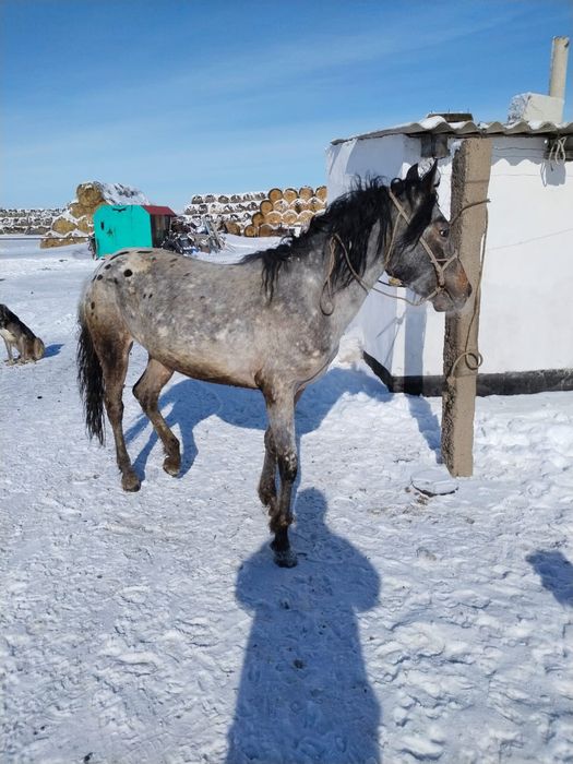 Дунен Бай шубар 4 года.