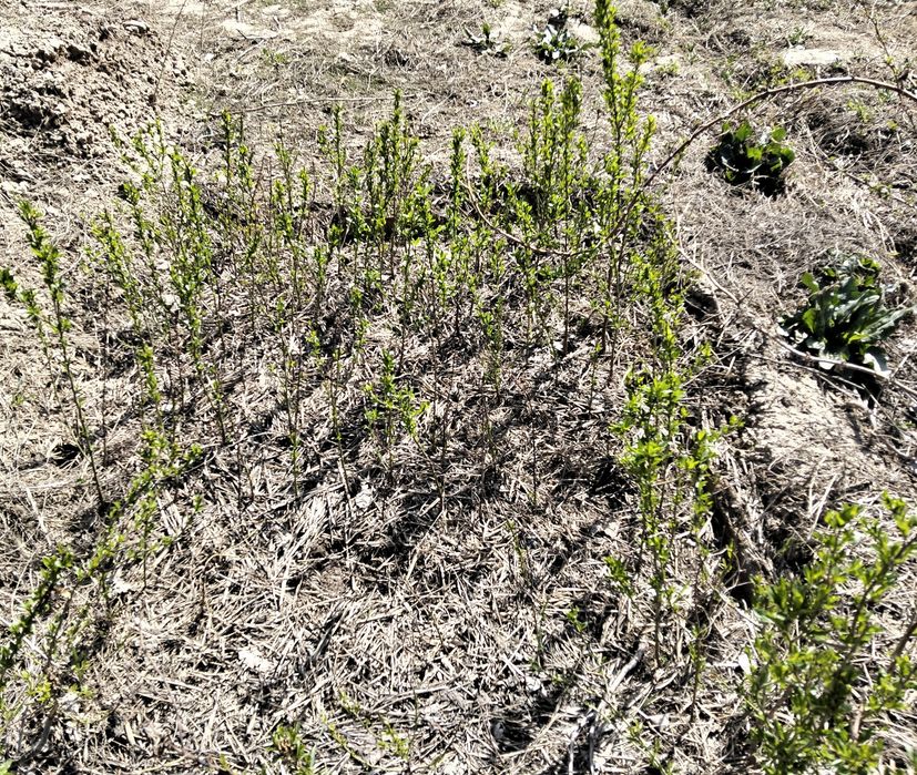 Миндаль (Бадам) сорт Президент