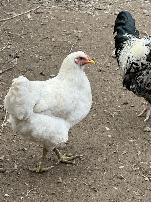 Продам молодых породистых кур.