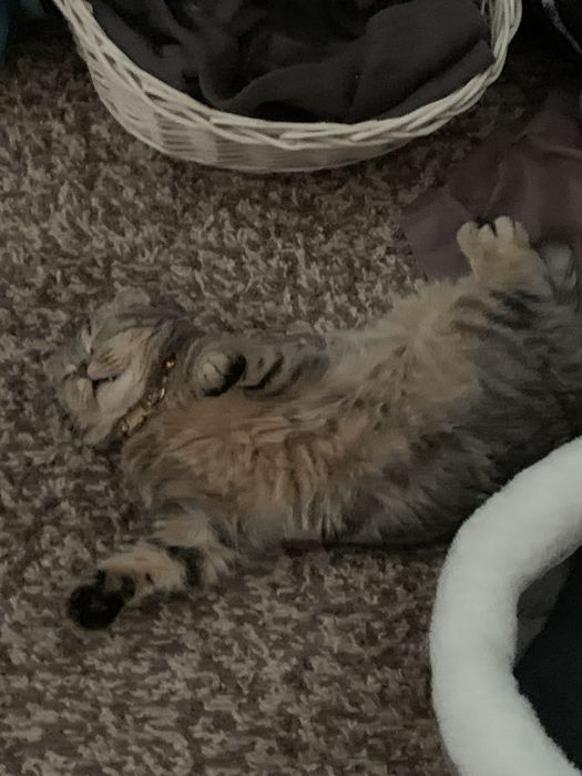 Особенная кошечка