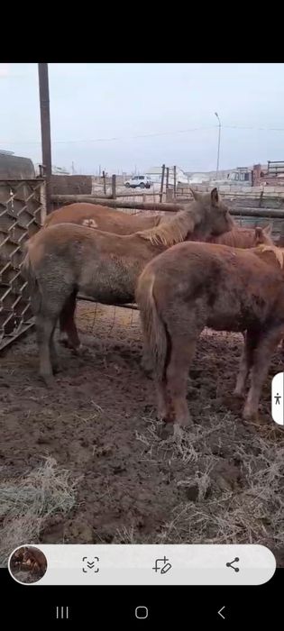 Жылқы Бие Тайлар бар.