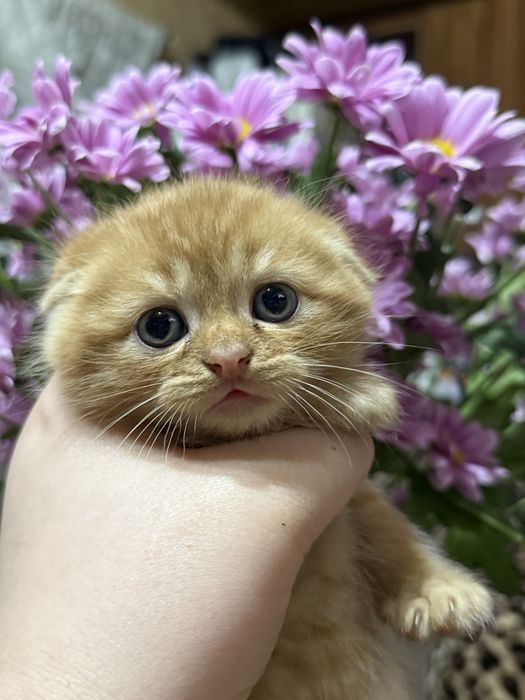 Шотландский вислоухий рыжий котёнок, 1.5 месяца